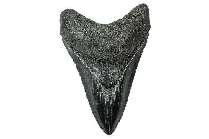 Serrated, Fossil Megalodon Tooth - South Carolina #340145